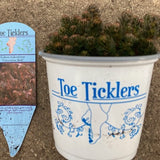 Sedum hakonense 'Chocolate Ball' - 4.5 inch Pots - Flat of 10