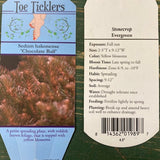 Sedum hakonense 'Chocolate Ball' - 4.5 inch Pots - Flat of 10