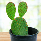 Cinnamon Prickly Pear