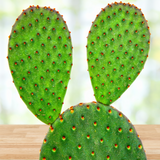 Cinnamon Prickly Pear