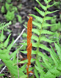 Cinnamon Fern