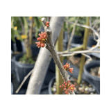 Branch with Red Spanish/Hog Plum, Ciruela, Jocote Rojo, Mombin Tree against a blurred background of plants in pots