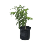 Potted yellow hog plum tree