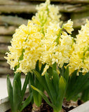 City of Harlem Hyacinth
