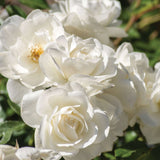 Close-up of Iceberg Climbing Roses with green leaves in the background