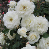 Bouquet of white Iceberg Climbing Roses with green leaves