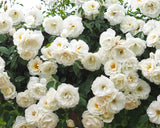 Iceberg Climbing Roses with green leaves in a natural setting