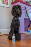 Black poodle sitting on a wooden floor with a bottle of COCONUT LIME VERBENA GOATS MILK LOTION