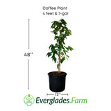 Coffee plant with dimensions and Everglades Farm logo on a white background