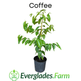 Potted coffee plant with 'Everglades Farm' branding on a white background