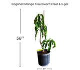 Potted Cogshall Mango Tree Dwarf with dimensions
