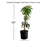 Potted Cogshall Mango Tree Dwarf with dimensions