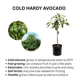 Cold Hardy Avocado plant with text about its characteristics on a white background