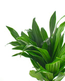 Green leafy Dracaena Compacta plant on a white background