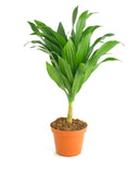 Potted Dracaena Compacta plant with green leaves in an orange pot on a white background