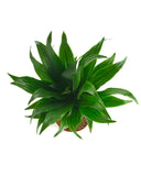 Potted green Dracaena Compacta plant on a white background