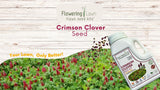 Flowering Lawn Crimson Clover Seed with seed packet on a wooden background
