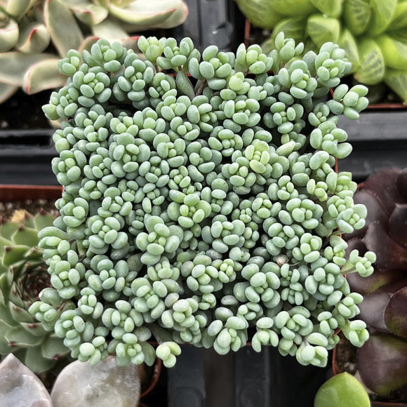 Close-up of a Sedum dasyphyllum with other plants in the background