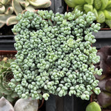 Close-up of a Sedum dasyphyllum with other plants in the background