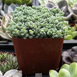 Sedum dasyphyllum surrounded by other succulents