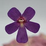 Close-up of a purple Pinguicula "Countess De Ville" flower with a white center on a light gray background