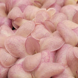 Close-up of pink and beige Pinguicula "Countess De Ville"