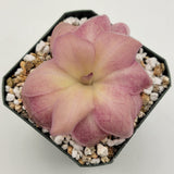 Close-up of pink and beige Pinguicula "Countess De Ville"