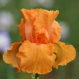 Close-up of an orange Coup de Soleil Fragrant Bearded Iris flower with a blurred green background