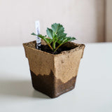 CowPots® #4 Square with a plant and a marker on a light background