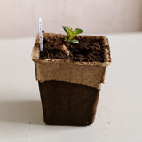 CowPots® #4 Squaret with a seedling on a neutral background