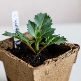Small green plant in a brown biodegradable pot with a white background CowPots® #4 Square