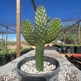 Cowboy Prickly Pear plant in a pot with a greenhouse in the background