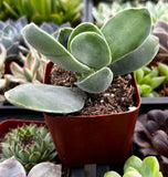 Potted Crassula cotyledonis with a blurred background of other plants