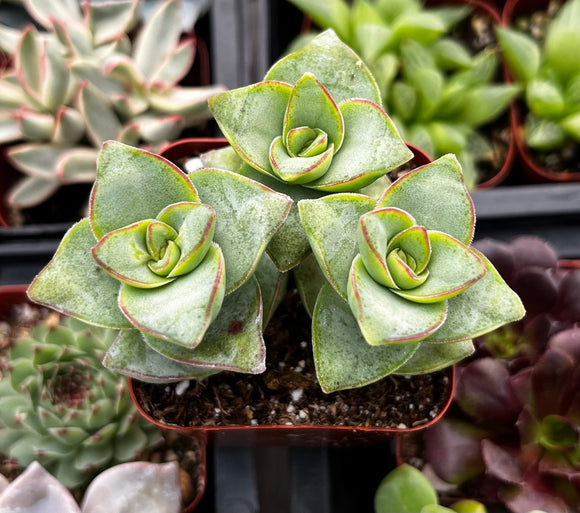 Close-up of a Crassula 'Ivory Towers' plant with green leaves and red edges, surrounded by other plants.