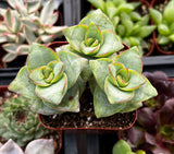 Close-up of a Crassula 'Ivory Towers' plant with green leaves and red edges, surrounded by other plants.
