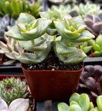 Crassula 'Ivory Towers' plant in a pot surrounded by other succulents