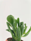 Crassula Gollum Hobbit Jade Succulent