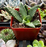 Crassula 'Tiger's Jaw' plant in a red pot surrounded by other succulents