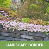 Creeping Thyme Seed Pouch