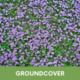 Creeping Thyme Seed Pouch