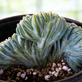 Close-up of a green Crested Blue Flame succulent plant in a pot with a blurred background