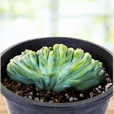 Green Crested Blue Flame plant in a pot with a blurred background