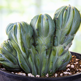 Green Crested Blue Flame plant in a pot with a blurred natural background