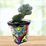 Colorful ceramic pot with a  Crested Blue Flame plant on a wooden surface