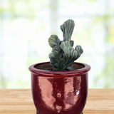 Green Crested Blue Flame plant in a red pot on a wooden surface with a blurred natural background