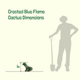 Crested Blue Flame Cactus dimensions shown with a person and shovel for scale on a light green background.