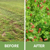 Before and after comparison of a lawn with patches and a healthy patch with red flowers.