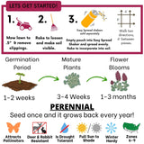 Crimson Clover Seed