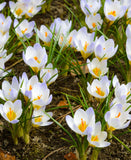 Blue Pearl Species Crocus - 10 bulbs