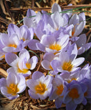 Firefly Species Crocus - 10 bulbs